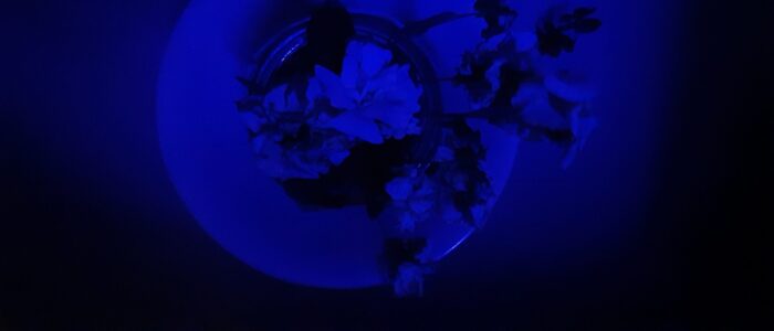 Erik Satie photos and music